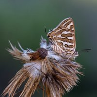 Бабочка :: Николай Волков
