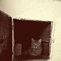 Бабушкин кот :: димитрос 