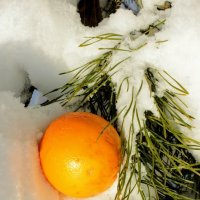 Апельсины на снегу :: Сергей Кочнев