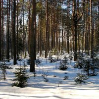 Февраль в сосновом бору :: Милешкин Владимир Алексеевич 