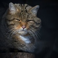 Европейский лесной кот :: Владимир Шадрин