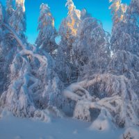 Снежные кружева :: vladimir Bormotov