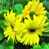 Солнечные цветы :: Алла ZALLA