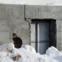 Кошка жмурится от счастья! :: Ольга Кривых
