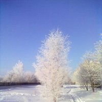 Зима-кружевница :: Светлана 
