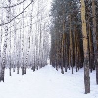 Зима Новосибирск :: Екатерина Маринина