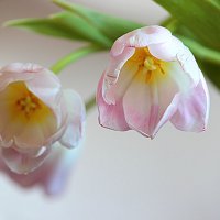 Ах, эти первые тюльпаны! :: Ольга Акимова