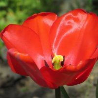 Пылают счастьем красные тюльпаны :: Татьяна Смоляниченко