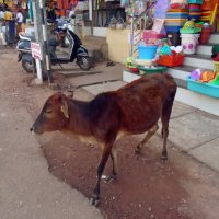 "Священная" корова на улицах Гокарны. :: Чария Зоя 