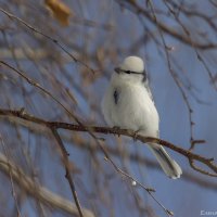 Князёк :: Елена Швыдун