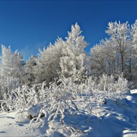 Морозный день :: Leonid Rutov