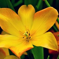 Желтые тюльпаны :: - Derjavin -