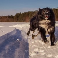 Чёрная собака на белом снегу :: Андрей Дворников