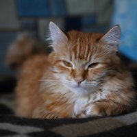 Кошка Белка :: Николай Холопов