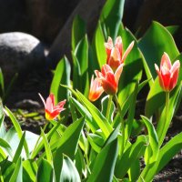 Тюльпаны в марте... :: Тамара (st.tamara)