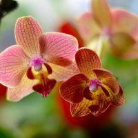Орхидея :: Александра nb911 Ватутина