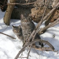 Говорят весна уже... И где же она, весна? :: Елена Елена