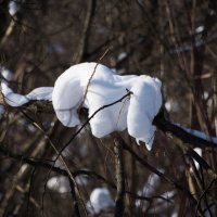 Голова барана. :: Владимир Безбородов