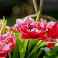 пионовидные тюльпаны :: Антонина Владимировна Завальнюк