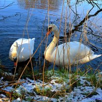 Лебеди на зимнем озере :: Nina Yudicheva