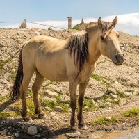 Монгольская лошадь :: Сергей Карцев