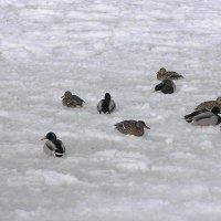 Утки отдыхают на снежно-ледовом покрывале :: Маргарита Батырева