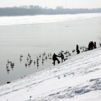 Лебеди-кликуны в Бийске :: Олег Афанасьевич Сергеев