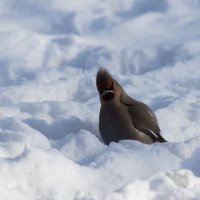 ))) :: Юрий Оржеховский