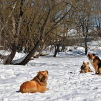 Потревожила... Ухожу, ухожу, ухожу... :: Татьяна Помогалова