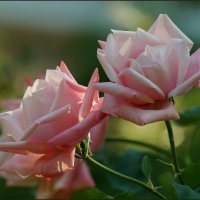 Розовые розы :: Olcen Len