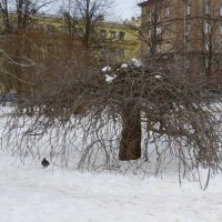 Дерево :: Вера Щукина