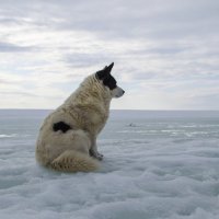 Ассоль :: Роман Пацкевич