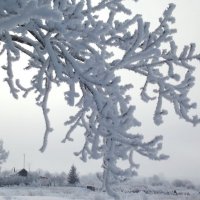 Ажурная зимняя ветка :: Светлана Рябова-Шатунова