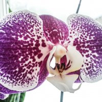 Королева цветов орхидея :: Юлия Закопайло