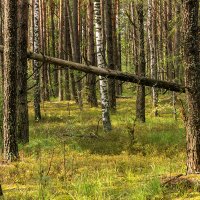 Лес в Республике Беларусь :: Игорь Сикорский