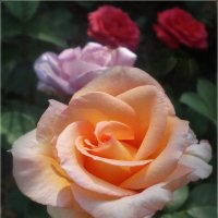Розы :: Эля Юрасова