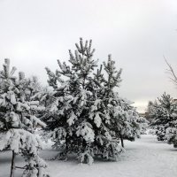 Снежный март !!!! :: Агриппина 