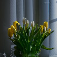 запахло весной :: Екатерина Агаркова