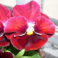 Viola tricolor 4 :: Андрей Lactarius