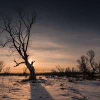 Дерева :: Виктор Четошников