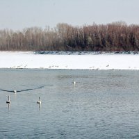 Лебединый водоём :: Олег Афанасьевич Сергеев