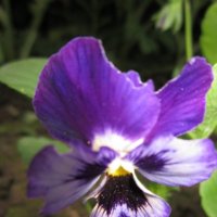 Красивый фиолетовый цветок :: Дмитрий Никитин