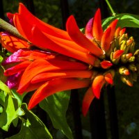 "Цветок Эритрины" - Коралловое дерево :: Aleks Ben Israel