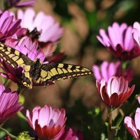 Бабочка и цветы. :: Елена Олейникова