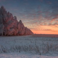 Розовая безмятежность... :: Владимир Пименов