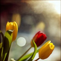 Букет тюльпанов на окне :: OLGA OLGA 
