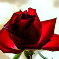 Рубиновая роза :: Дмитрий Проскурин