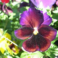 Viola tricolor 24 :: Андрей Lactarius