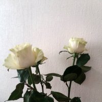 Белые розы :: Агриппина 