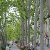 Севастополь Платан - дерево без коры на улицах города :: Иван Логвинов